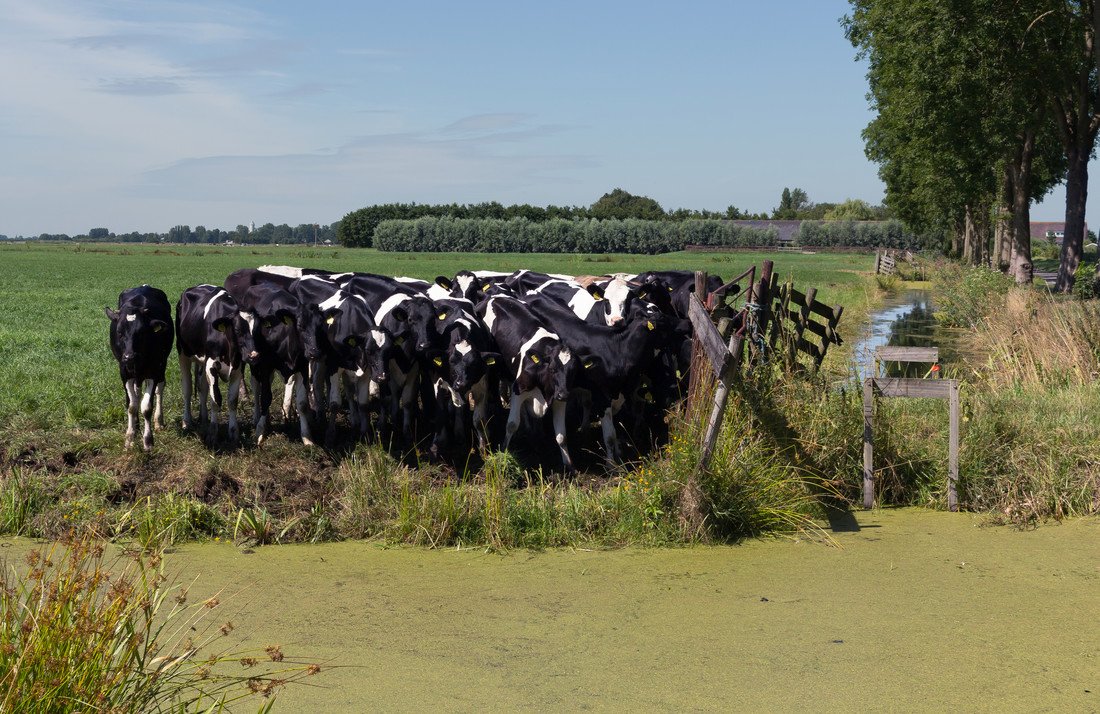 Koeien produceren veel methaan, wat schadelijk is voor het klimaat.
