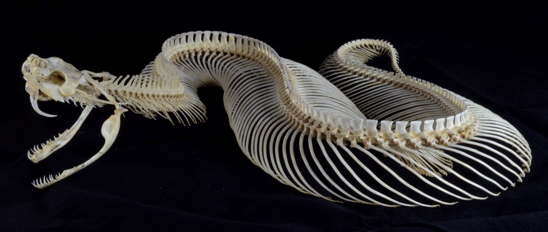 Skelet Gabonpofadder