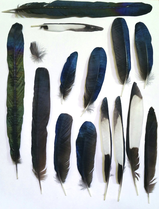Verschillende soorten veren van een ekster.