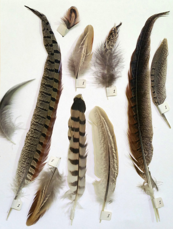 Verschillende soorten veren van een fazant (man).