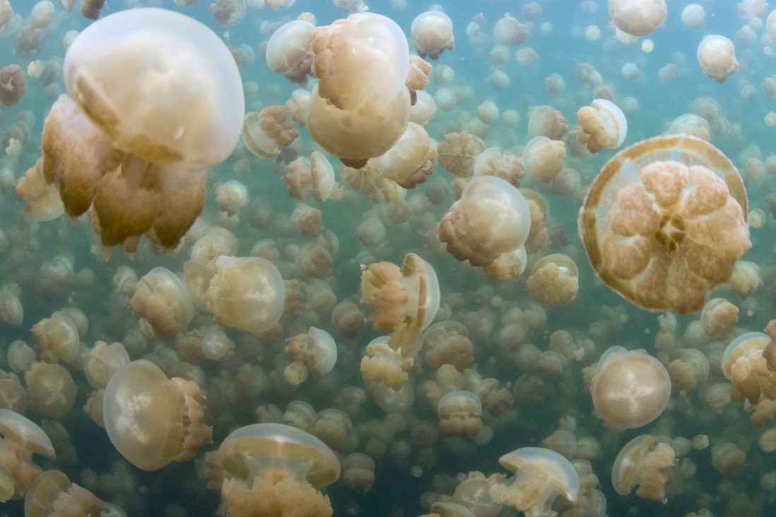 Miljoenen kwallen in JellyFish Lake