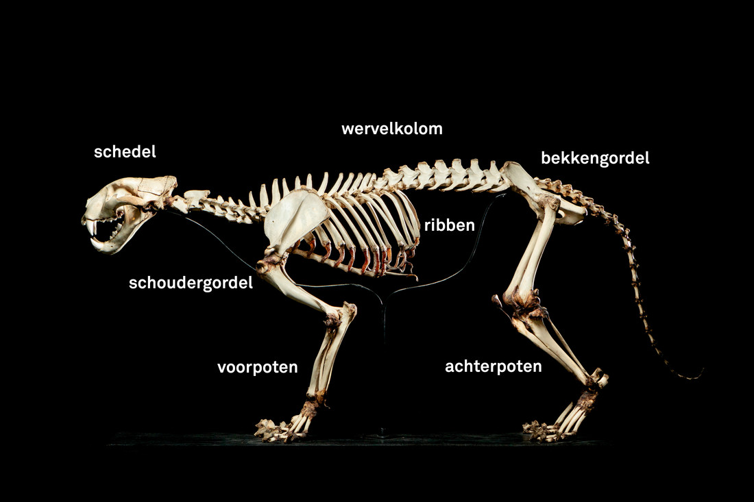 Skelet leeuw