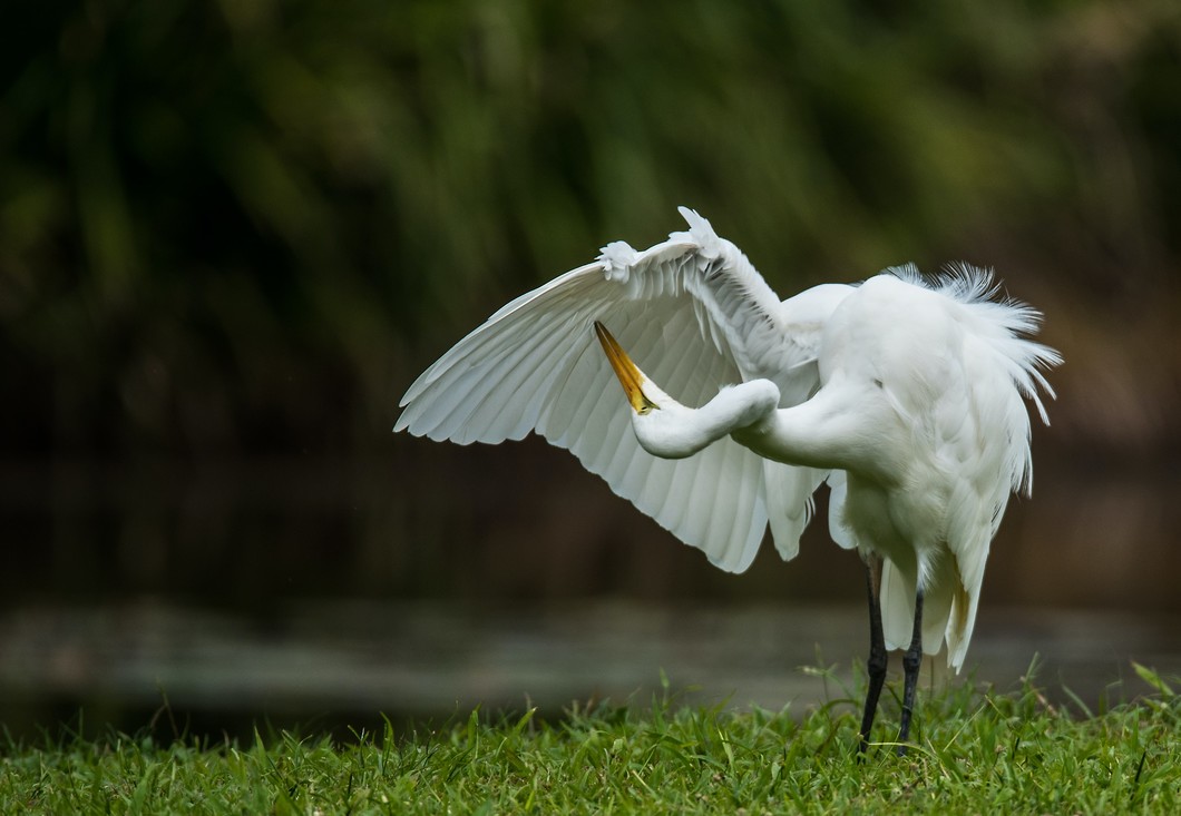 Zilverreiger poetst zijn veren