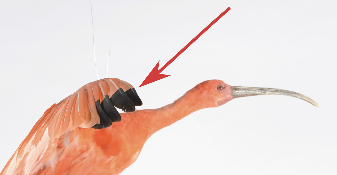 Bij deze rode ibis is goed te zien dat de korte baarden op de vleugelveren naar voren wijzen.
