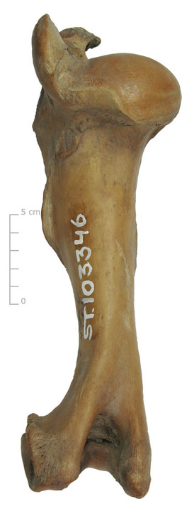 Opperarmbeen rund (achterkant)
