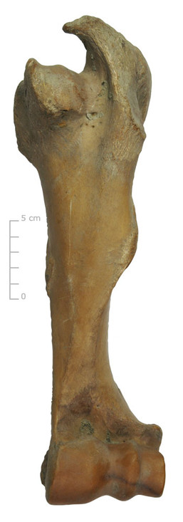 Opperarmbeen rund (voorkant)