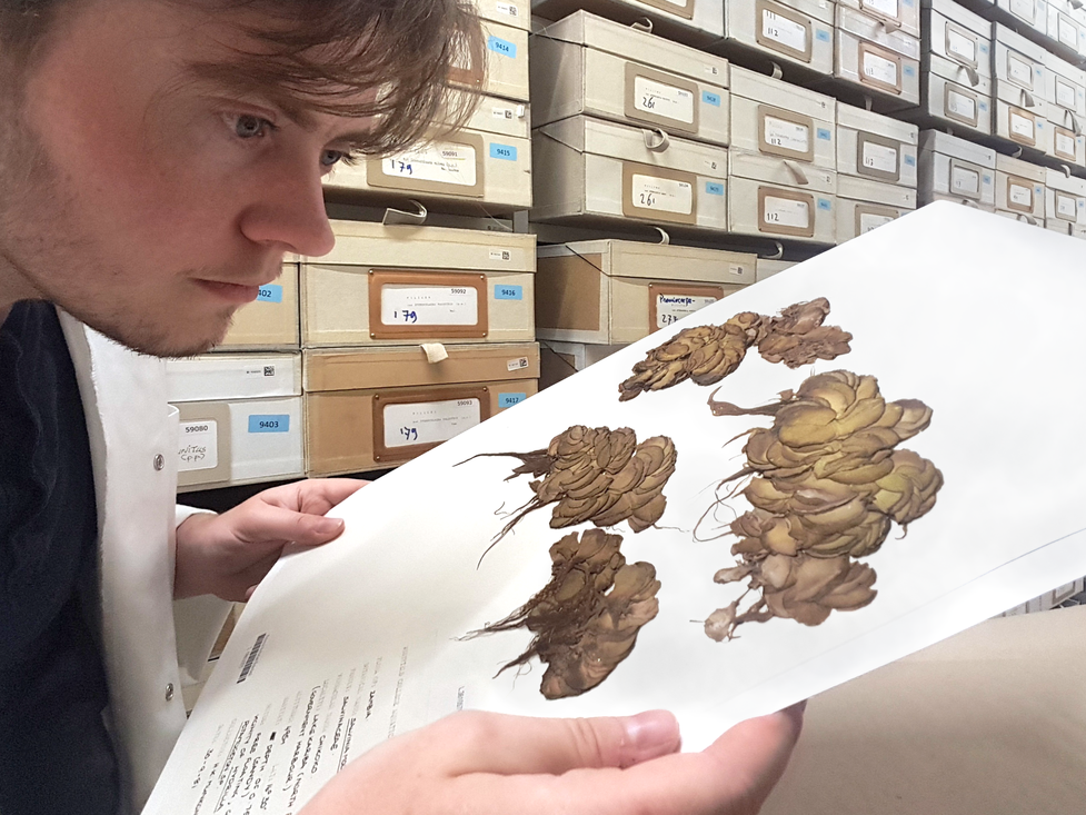 Marnel bekijkt een herbarium exemplaar van een Salvinia.
