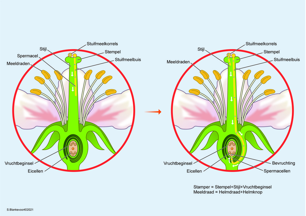 Als een stuifmeelkorrel op een stamper is geland, groeit er een stuifmeelbuis uit. Die baant zich een weg door de stamper. Hij groeit naar het vruchtbeginsel onderin, waar de vrouwelijke eicellen zitten. Zaadcellen uit de stuifmeelkorrel reizen via de buis naar de eicellen.