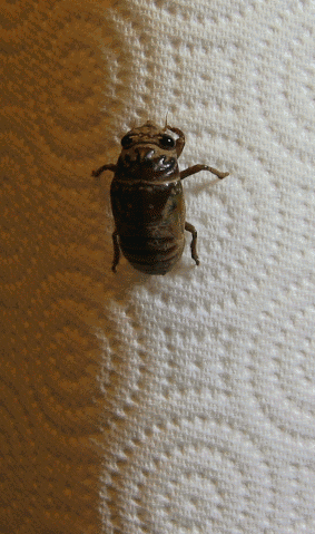 Een vervellende cicade.