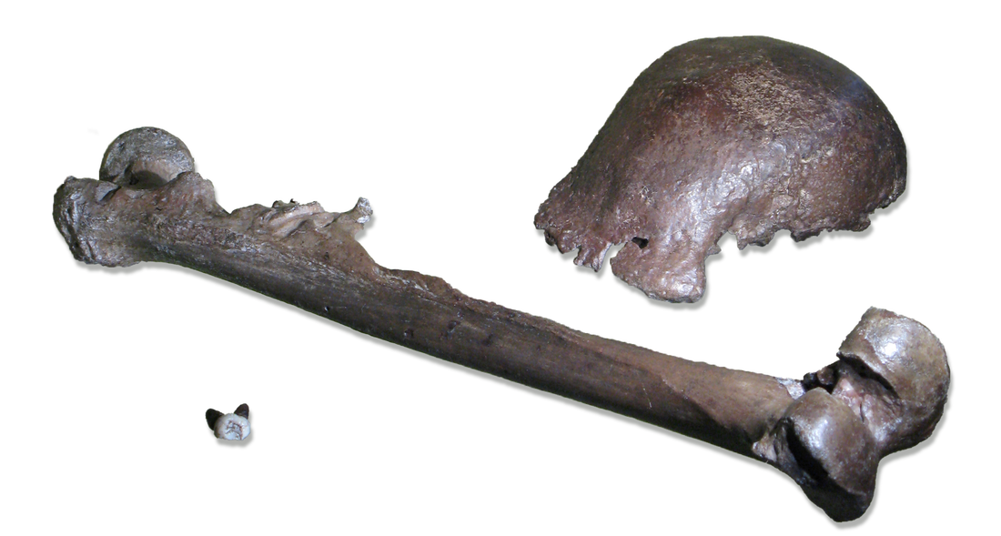 De kies, het dijbeen en het schedelkapje, de fossielen die Dubois toekende aan de rechtopgaande aapmens; Pithecantropus erectus.