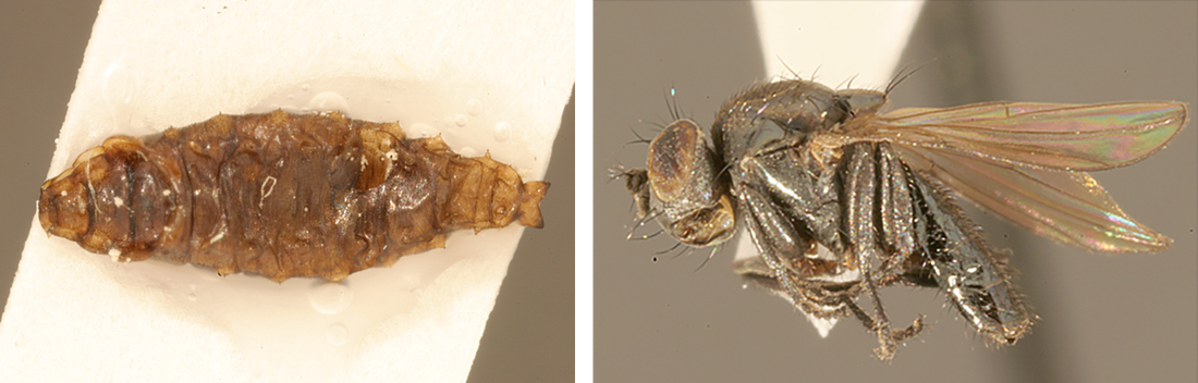 Helaeomyia petrolei larve (links) die zich ontwikkelt in aardolie tot een imago (rechts) door het eten van dode insecten die in de aardolie verstrikt zijn geraakt.