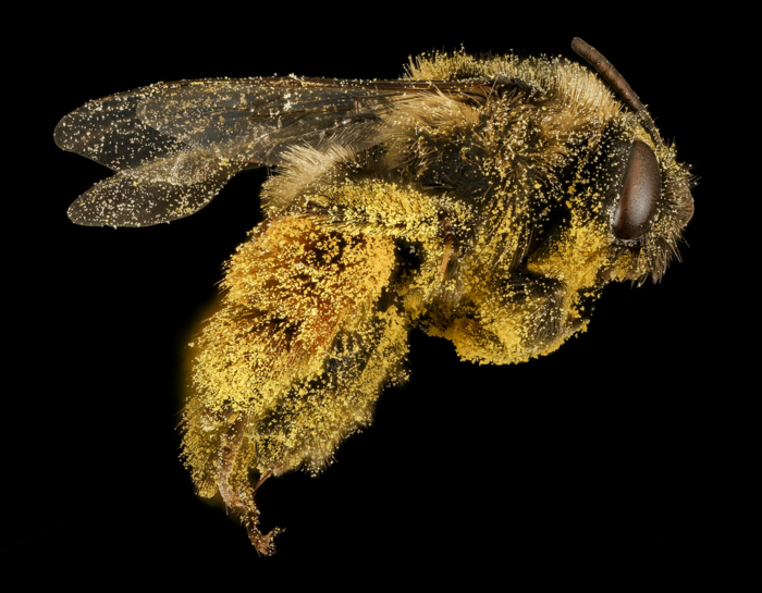Wat nou als bijen last hadden van hooikoorts?