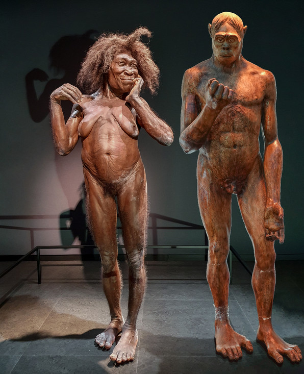 Dame Homo erectus door Kennis & Kennis naast heer Pithecantropus erectus door Eugène Dubois.