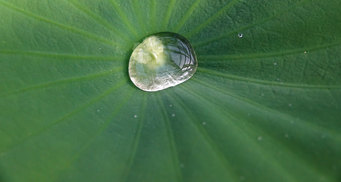 Waterdruppels op het Lotus blad in de Hortus botanicus Leiden.