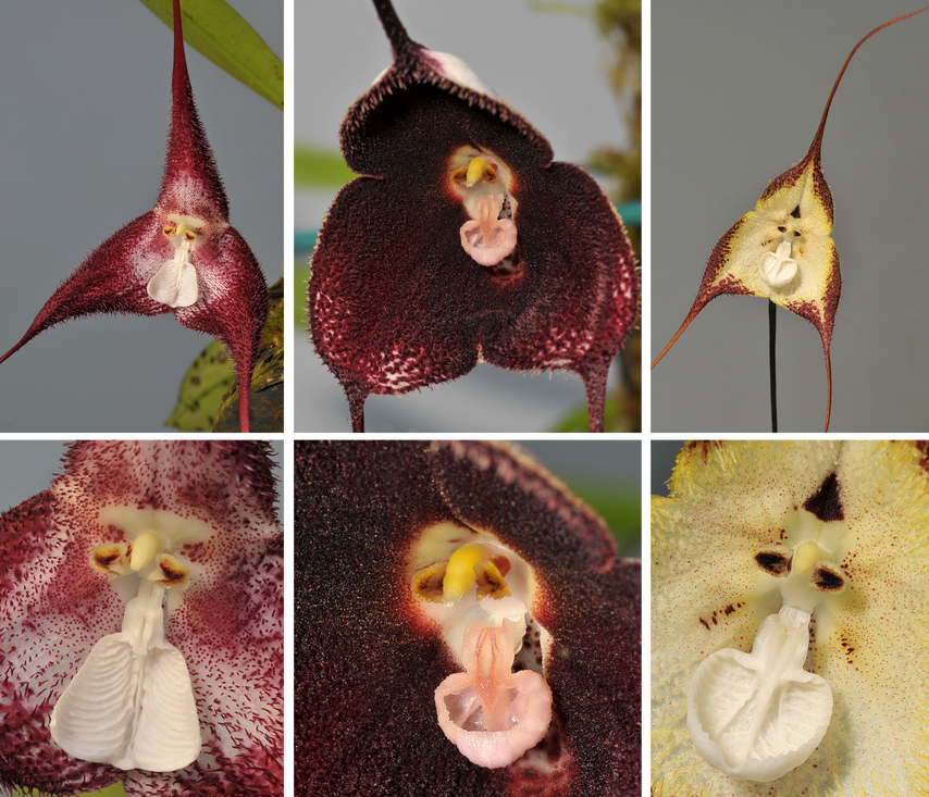 Verschillende soorten Dracula orchideeën. Een aantal soorten houden fruitvliegjes voor de gek, door hun geur en uiterlijk op een paddenstoel te laten lijken.