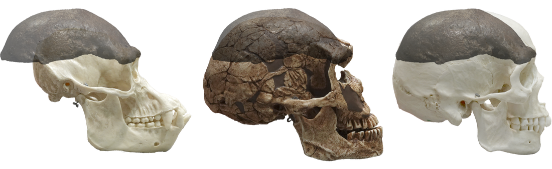 Het fossiele schedelkapje vergeleken met de schedels van een chimpansee, Neanderthaler en de moderne mens.