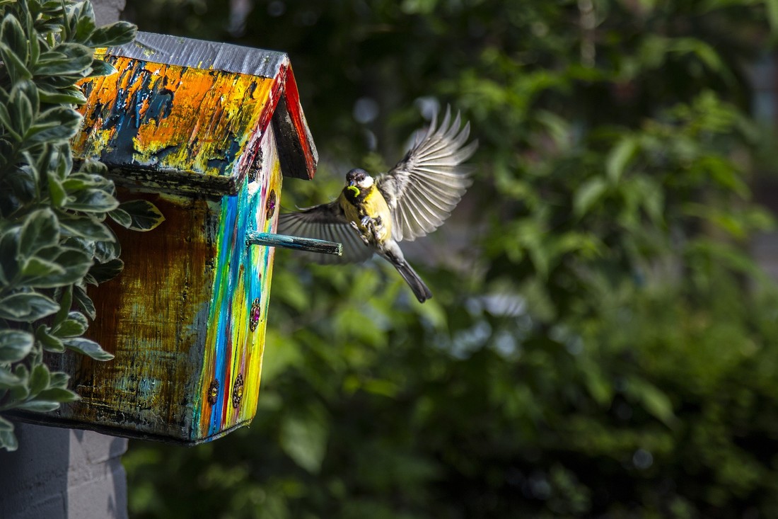 Koolmeesje (Parus major) snoept van een rups.