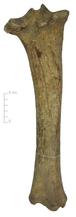Scheenbeen rund (achterkant)