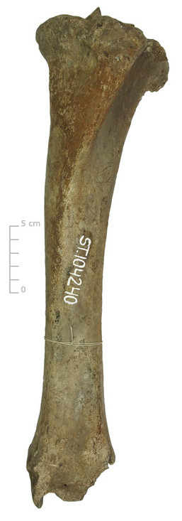 Scheenbeen rund (voorkant)