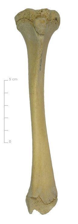 Scheenbeen varken (voorkant)