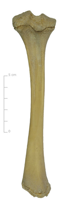 Scheenbeen varken (achterkant)