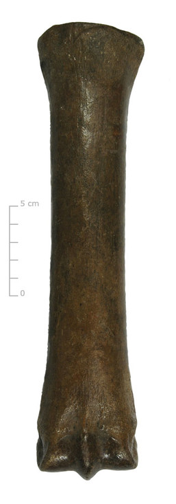 Middenhandsbeen paard (voorkant)