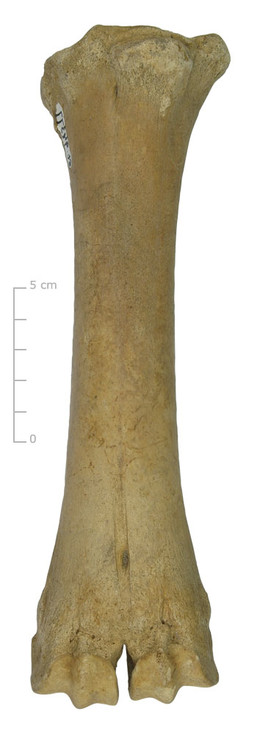 Middenhandsbeen huisrund (voorkant)