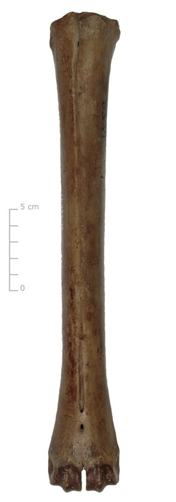 Middenhandsbeen hert (voorkant)