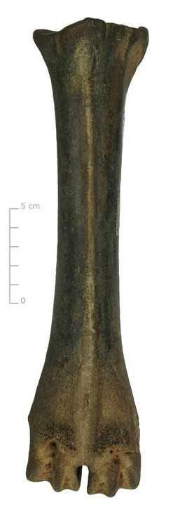 Middenvoetsbeen rund (voorkant)