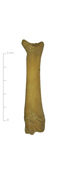 Middenhandsbeen varken (voorkant)
