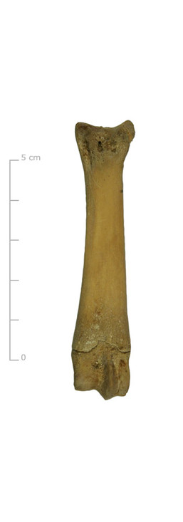 Middenhandsbeen varken (achterkant)