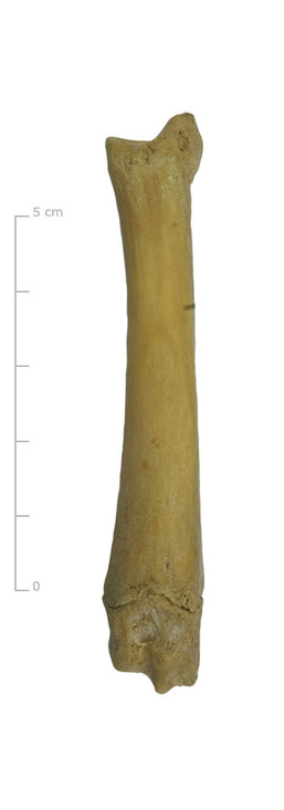 Middenvoetsbeen varken (voorkant)