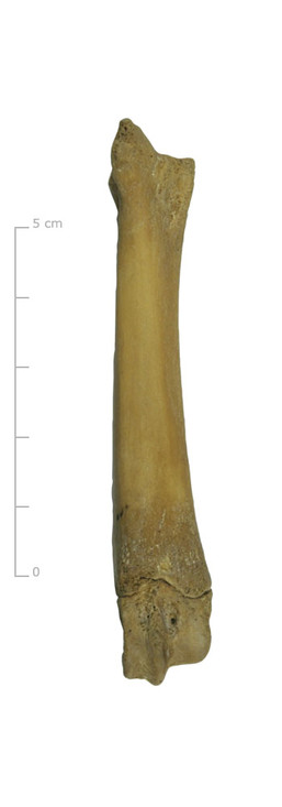 Middenvoetsbeen varken (achterkant)