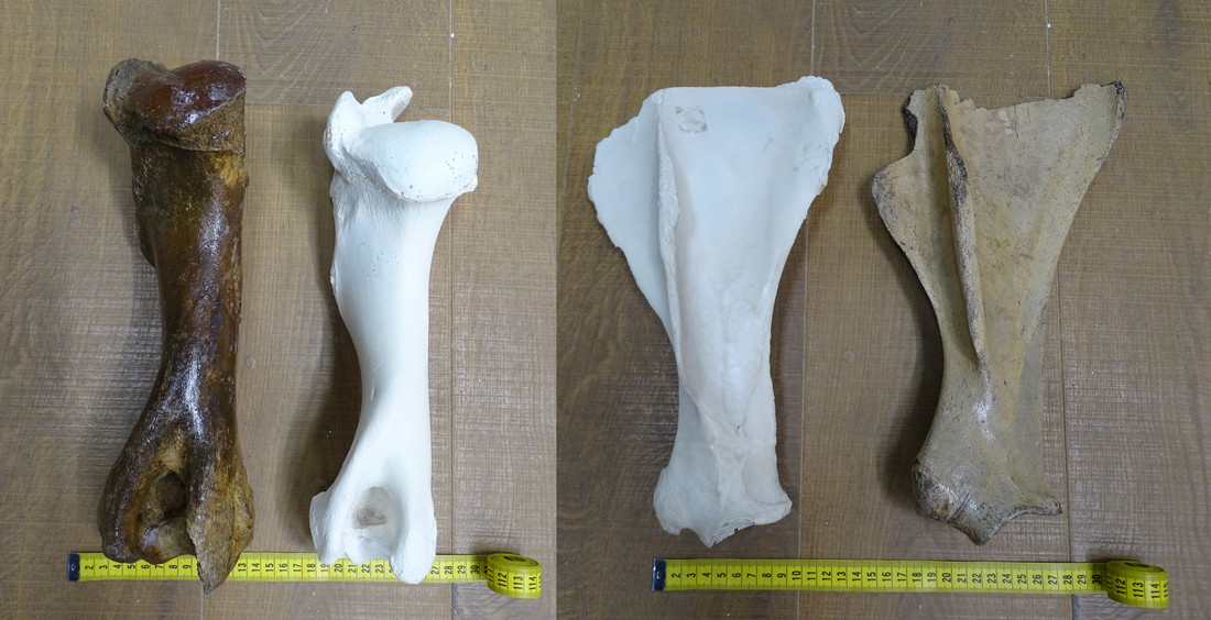 Rechts zie je twee bovenarmen van runderen en links twee paardenschouderbladen uit de collectie van Naturalis. Twee van de vier botten zijn fossiel, weet jij welke?