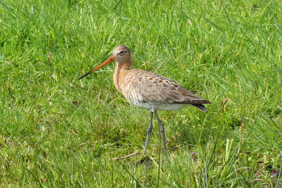 De grutto met in de zomer de herkenbare steenrode kleur op de borst