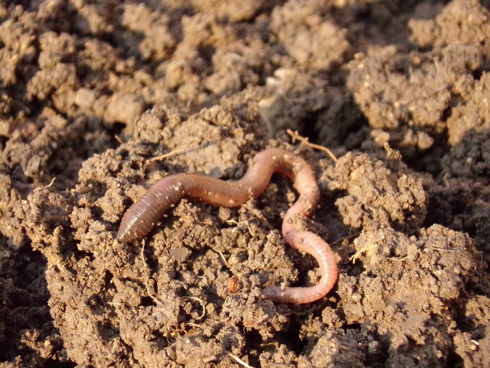 Krijg jij al trek in deze worm?