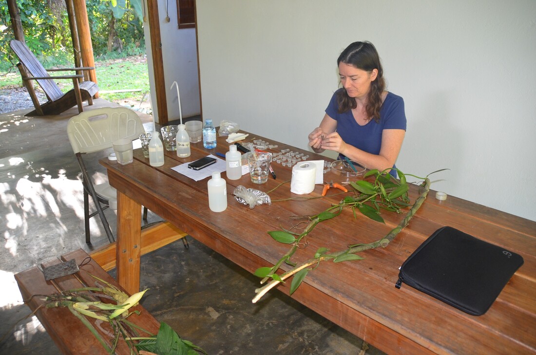 Barbara Gravendeel doet onderzoek naar een vanille-orchidee in Costa Rica.