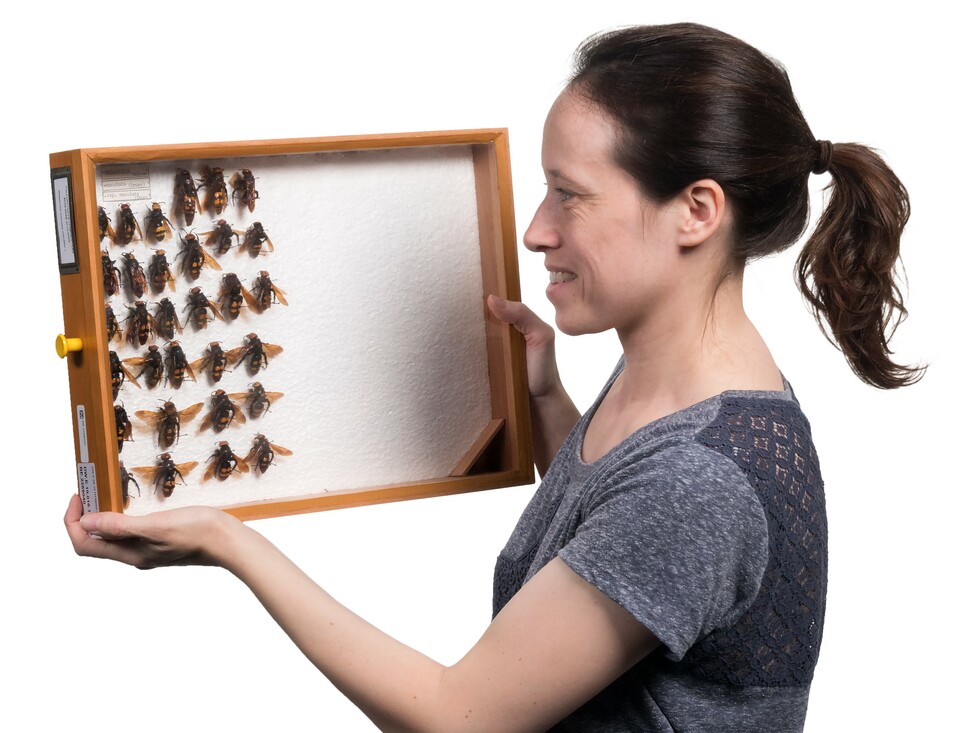 Collectiebeheerder Frederique Bakker met een lade met insecten in haar hand