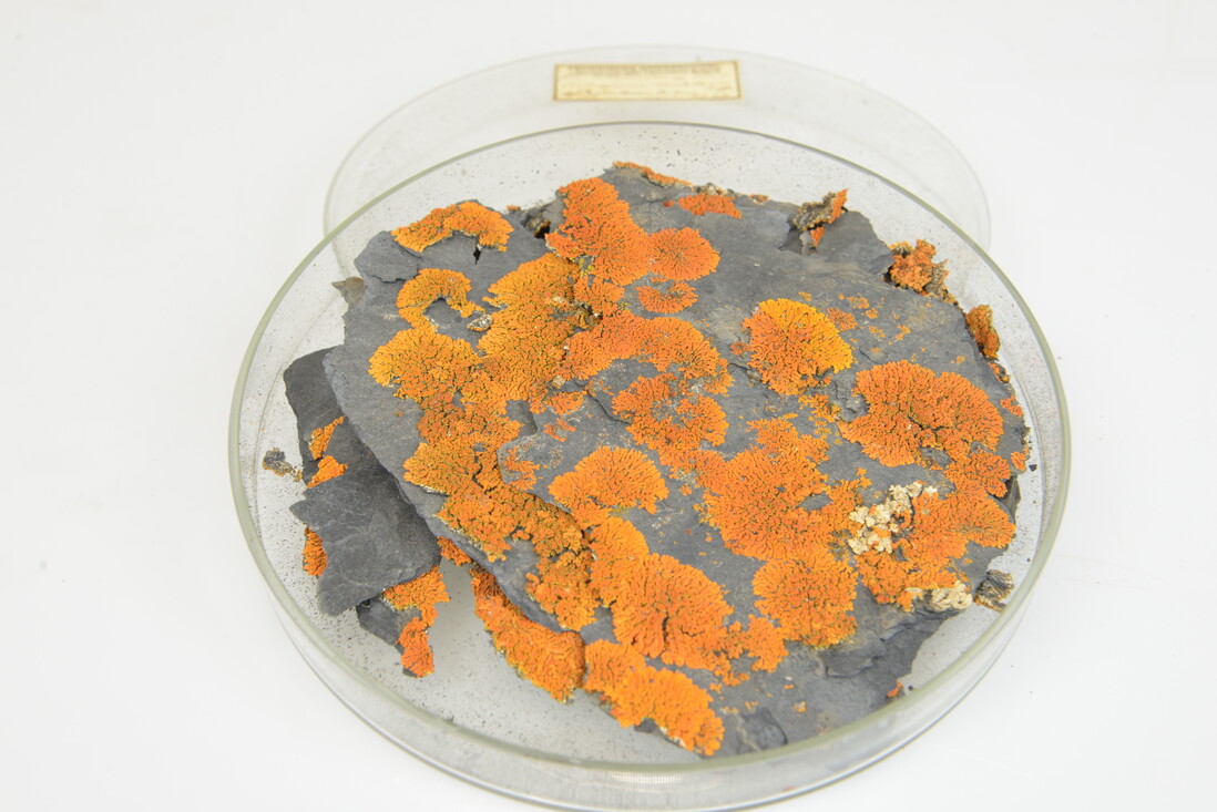 De korstmos sinaasappelkorst, bewaard in een glazen schaaltje