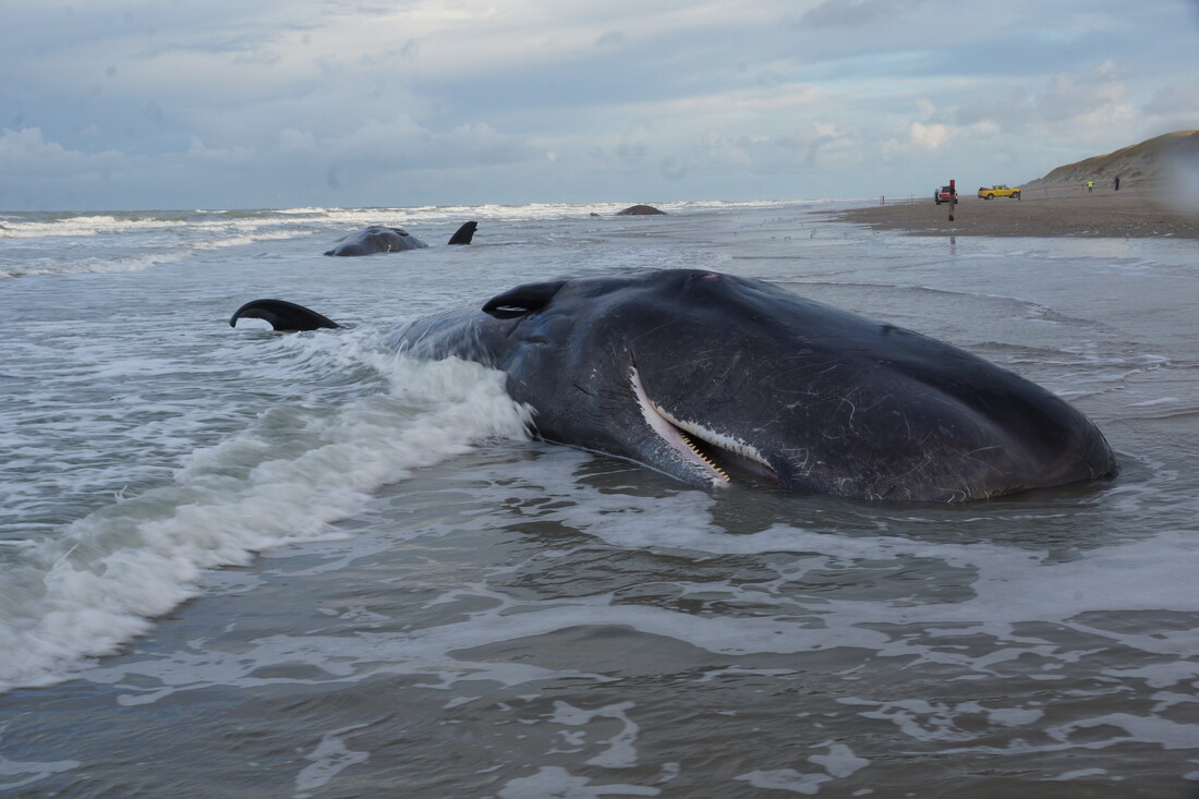Een aangespoelde walvis op het strand