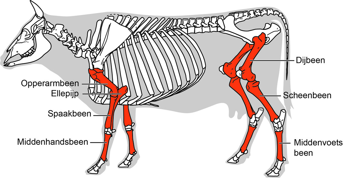 Lange botten skelet rund.