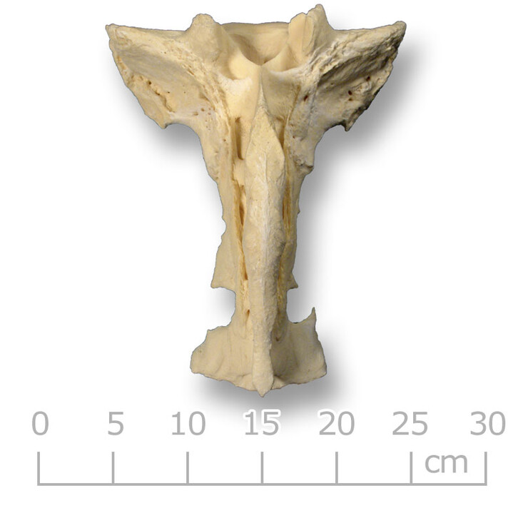 Heiligbeen rund (bovenaanzicht).