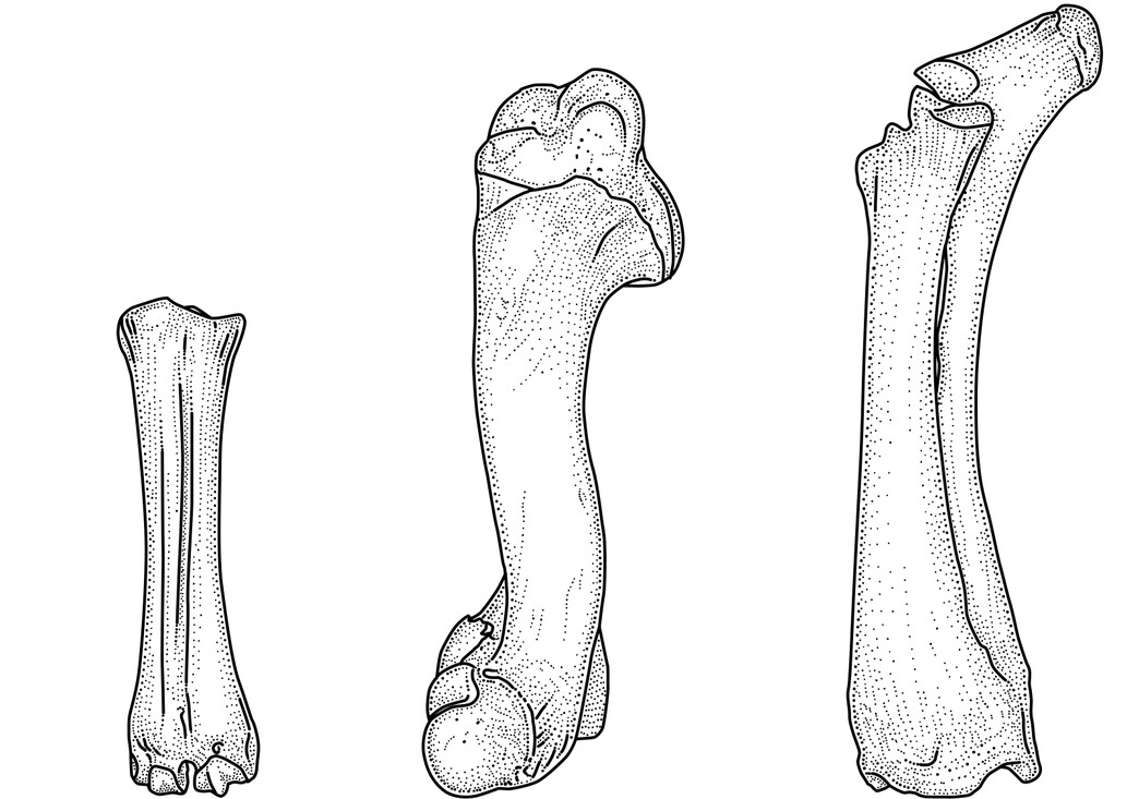 Lange, buisvormige botten, zoals de ellepijp en het opperarmbeen.