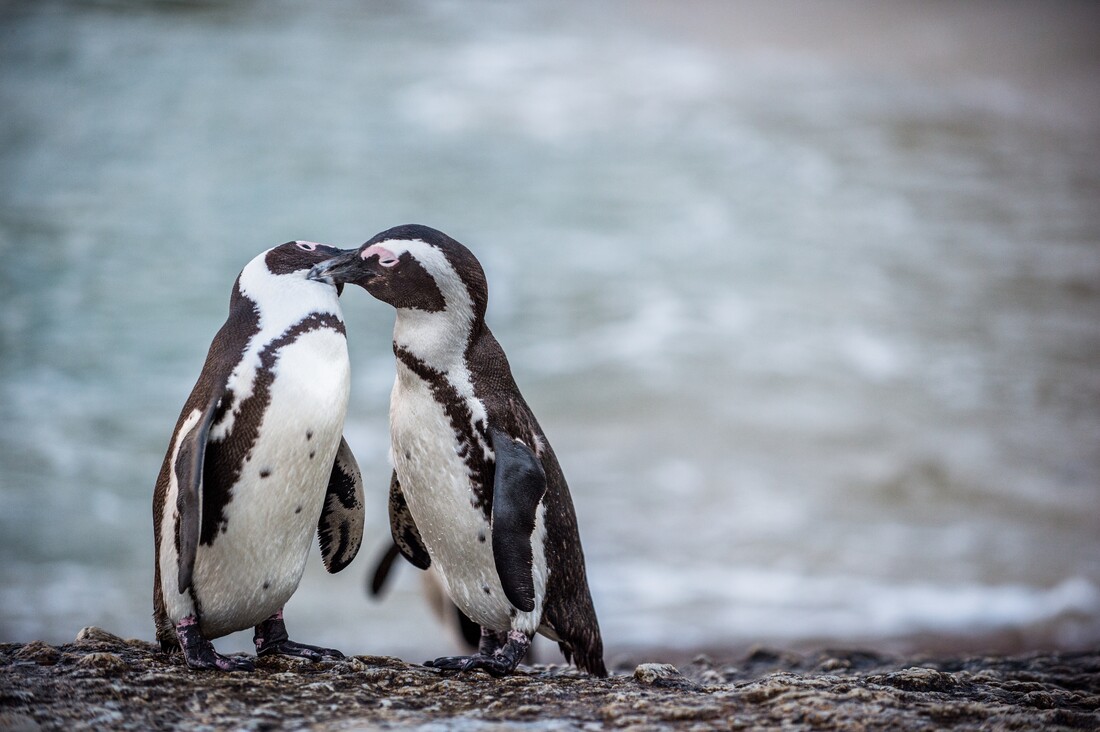 Twee verliefde zwartvoet pinguïns