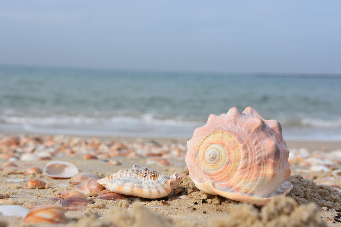 Schelpen op het strand