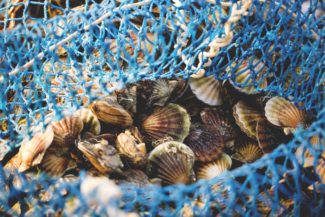 schelpen in een net