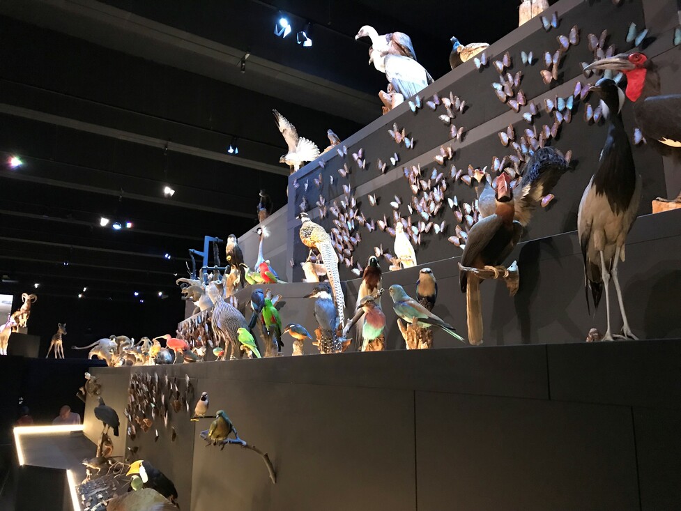 Vogels in zaal Leven van Naturalis Biodiversity Center