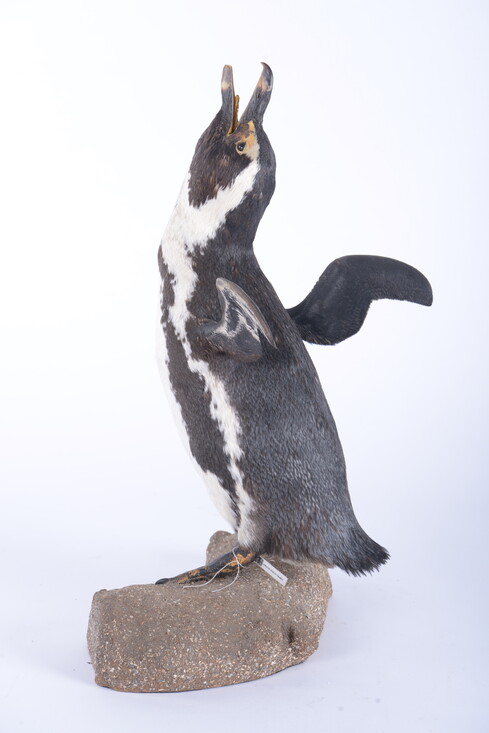 Eén van de zwarvoetpinguins in de collectie van Naturalis