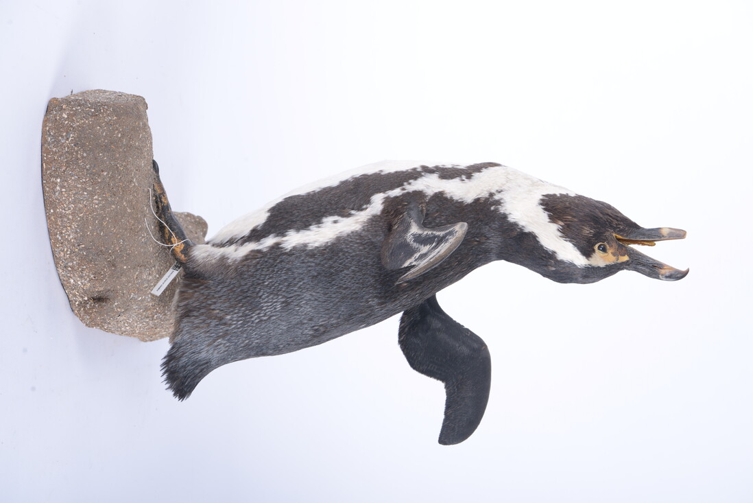 zwartvoet pinguïn uit de collectie 