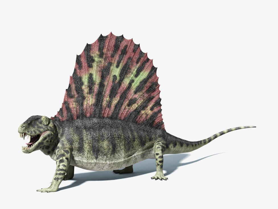 Dimetrodon was een gevaarlijke jager. 